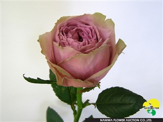 Rosa Blue Millefeuille.jpg